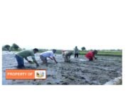 Ratusan Kg Benih Padi Untuk 150 KK Petani di Toba kembali diberikan PT.TPL