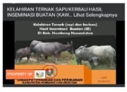 Tingkatkan Mutu Genetik Ternak Pemkab Humbahas Lakukan Inseminasi Buatan