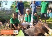 Luar Biasa Doni Ardon Ketua SMSI Kabupaten Bekasi Qurban 2 Hewan Sapi