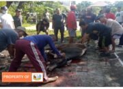 Warga Perumahan Papan Mas Laksanakan Pemotongan Hewan Qurban