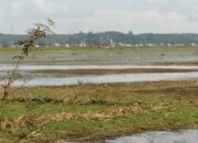 Aktifitas PETI Semakin Merajalela di Sungai Ruan Ilir, Sawah Rusak dan Warga Terancam Tak Bisa Bercocok Tanam