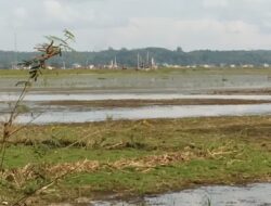 Aktifitas PETI Semakin Merajalela di Sungai Ruan Ilir, Sawah Rusak dan Warga Terancam Tak Bisa Bercocok Tanam