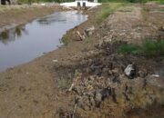 Diduga Korupsi Proyek..  Tanggul Jebol, Masyarakat Dirugikan Ratusan Ha Padi Siap Panen