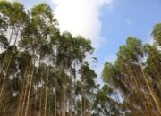 PT Toba Pulp Lestari (TPL) lakukan Kemitraan dengan Masyarakat Adat di Wilayah Operasional Perusahaan