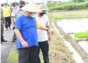 H.MA.Yusuf Siregar Wabup Deli Serdang Lakukan Tanam Perdana Padi Sehat Di Desa Lengau Sprang Deli Serdang
