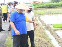 H.MA.Yusuf Siregar Wabup Deli Serdang Lakukan Tanam Perdana Padi Sehat Di Desa Lengau Sprang Deli Serdang