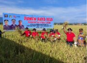 Warga Binaan Terampil, 1,2 Ha SAE Sawah Milik Lapas Banda Aceh Sukses Panen Padi