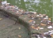 Ribuan Ikan Kawasan Wisata Situ Rawa Binong Mati, Diduga Tercemar Limbah B3