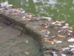 Ribuan Ikan Kawasan Wisata Situ Rawa Binong Mati, Diduga Tercemar Limbah B3