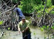 PERANTAU TURUN TANGAN LESTARIKAN HUTAN MANGROVE DI DESA PERCUT
