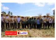 Bupati Bumbahas Panen Raya Padi Gogo di Parsingguran II