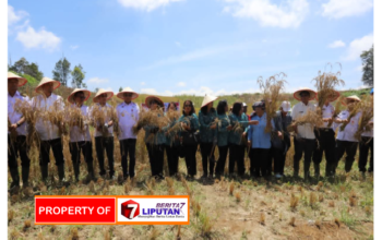 Bupati Bumbahas Panen Raya Padi Gogo di Parsingguran II