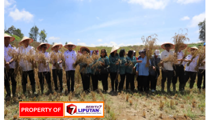 Bupati Bumbahas Panen Raya Padi Gogo di Parsingguran II