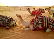 10 Hal Luar Biasa yang Dapat Anda Pelajari Saat Liburan di Mesir