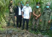 Camat Percut Sei Tuan Beserta Pemkab dan Muspika Turun Langsung   Untuk Seser Bangkai Babi