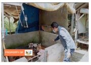 Pemerintah Jangan Salahkan Para Peternak Berkaki Empat (Babi/B2), Berikan Solusi Konkrit Bagi Peternak.